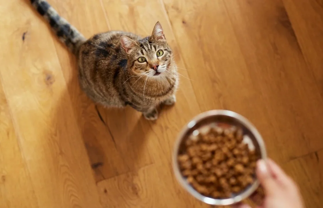 Bedste tørfoder til katte