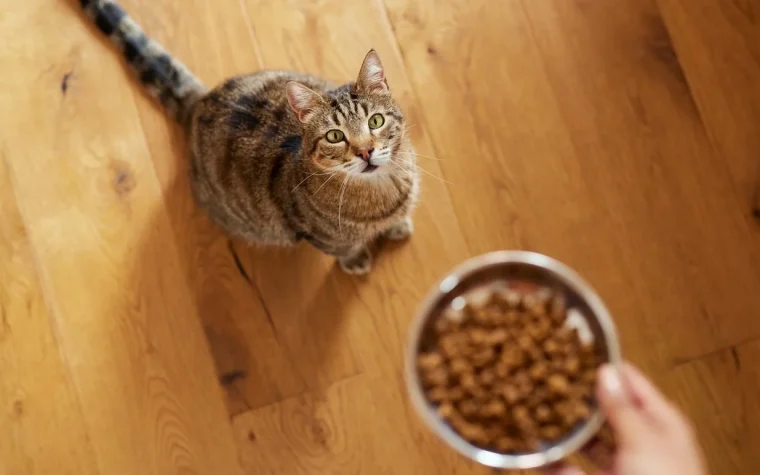 Bedste tørfoder til katte