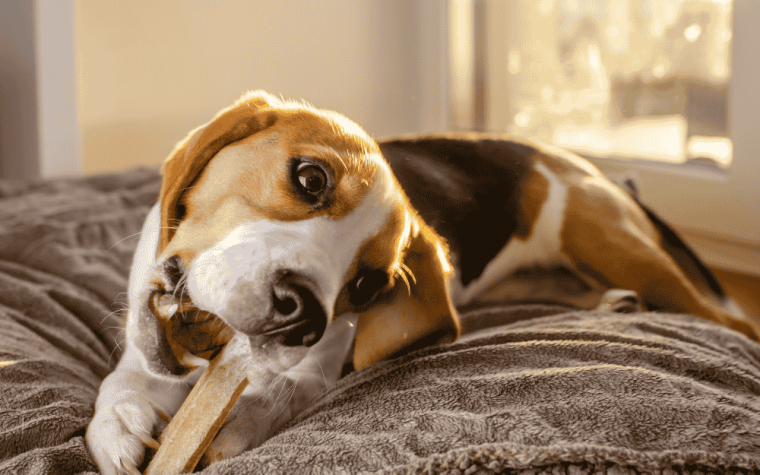 Bedste tyggeben til hunde