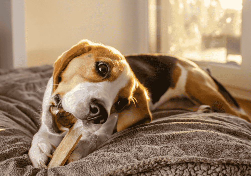 Bedste tyggeben til hunde