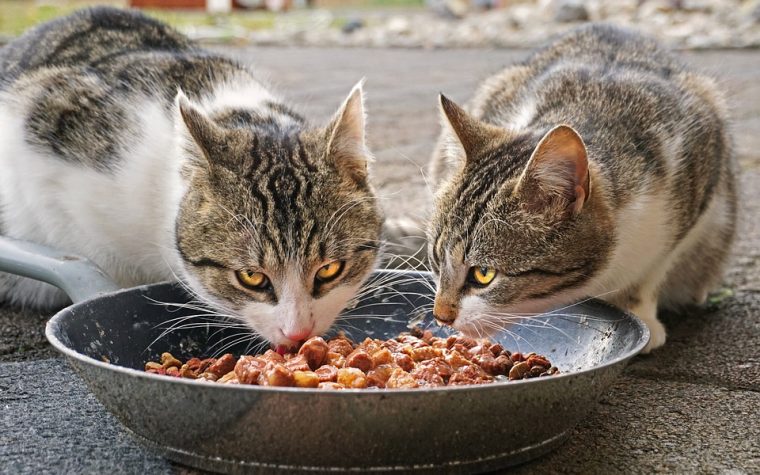 Bedste vådfoder til katte