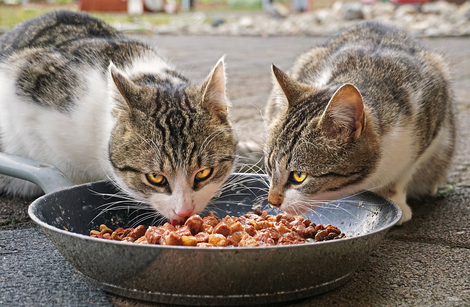Bedste vådfoder til katte