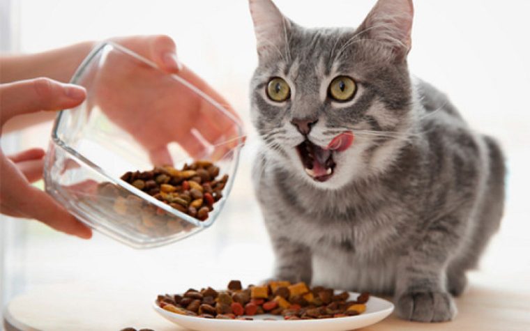 Den bedste kattemad til steriliserede katte