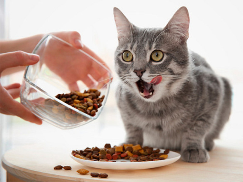 Den bedste kattemad til steriliserede katte