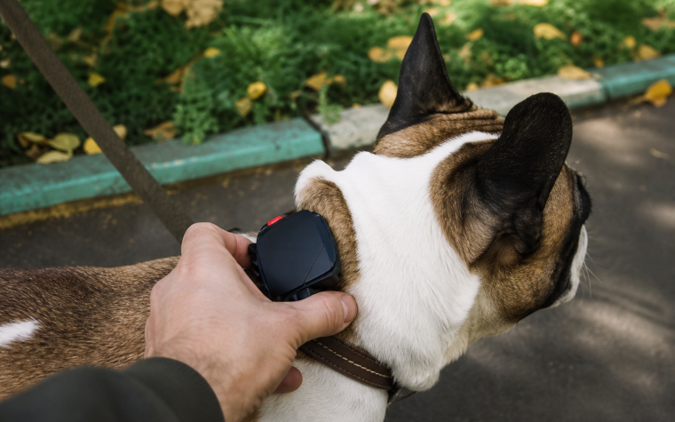Gps til hund bedst i test