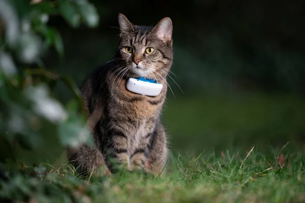 Gps til kat bedst i test