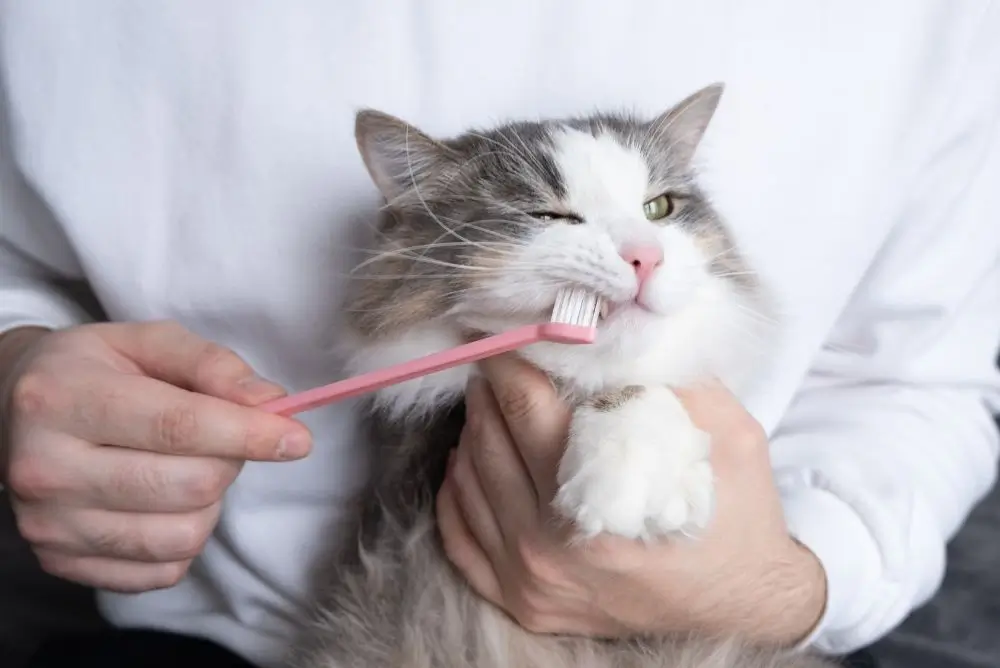 Tandbørstning med kattespecifik tandpasta