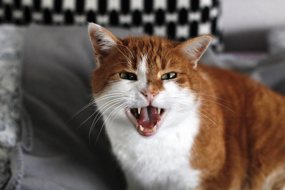 Kattens stemme: hvad lydene betyder
