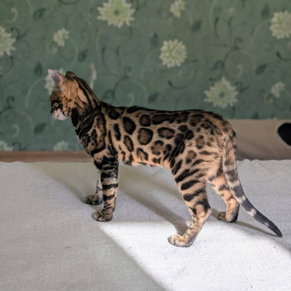 Bengalkillinger inddeles traditionelt i tre klasser