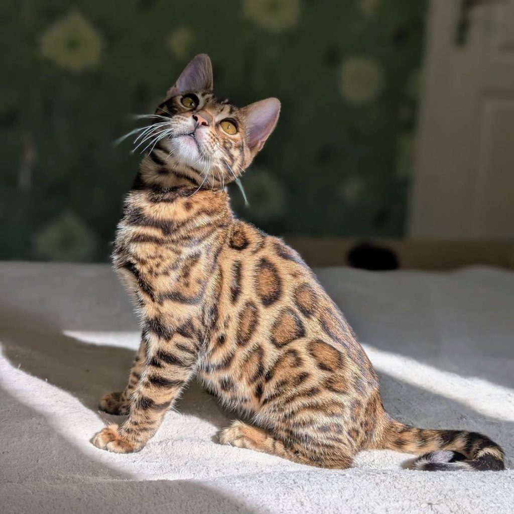 Bengalkillinger