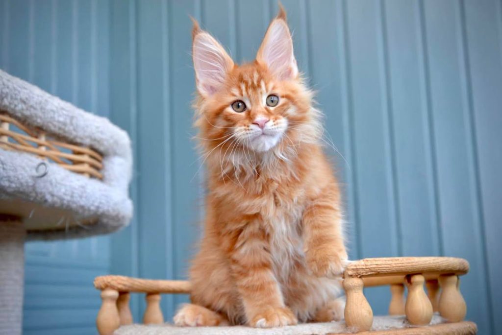 Den største tamkatterace: Maine Coon
