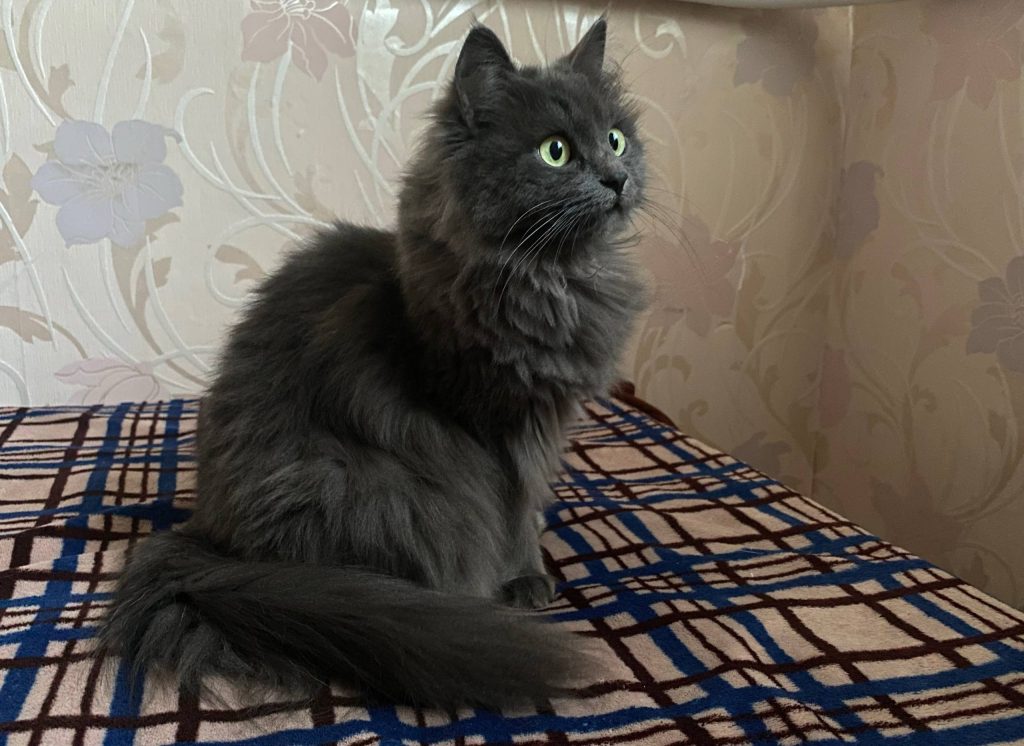 Sammensætning – hvad katten skal have
