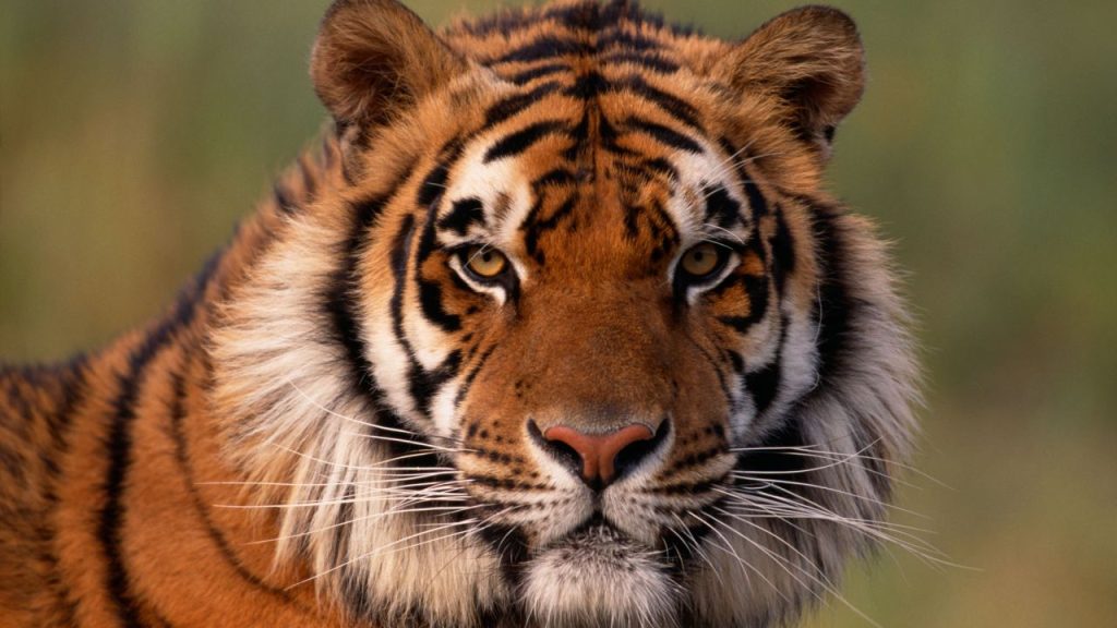 amurtigeren (Panthera tigris altaica) 